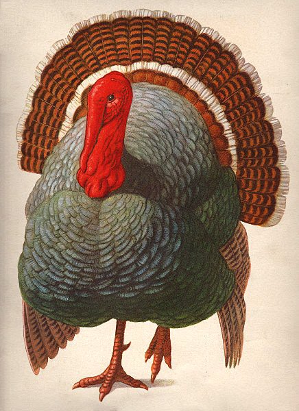 Thanksgiving - Gorgeous Turkey - The Graphics Fairy