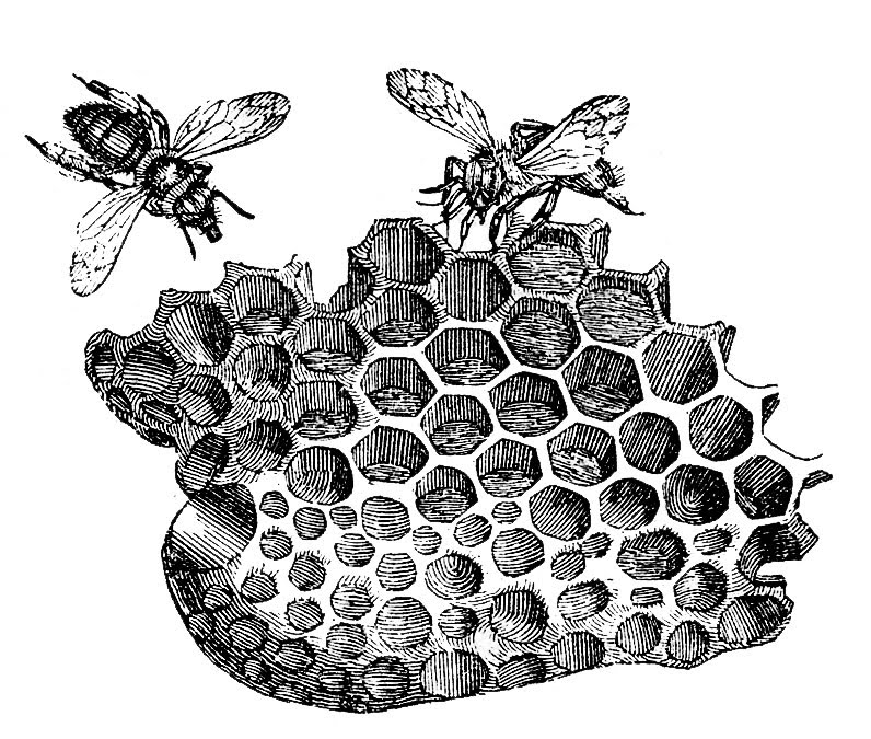 Download Vintage Clip Art - Bees with Honeycomb - The Graphics Fairy