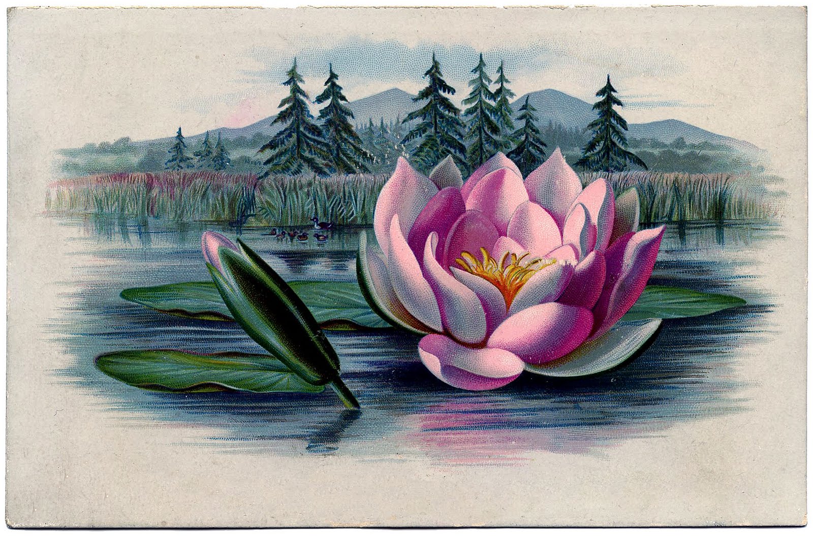 Vintage Graphic - Amazingly Beautiful Pink Water Lily - Lotus - The